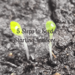 Starting Seeds Indoors Pinterest pin